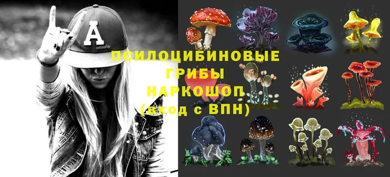 цена   Уварово  Галлюциногенные грибы Psilocybine cubensis 